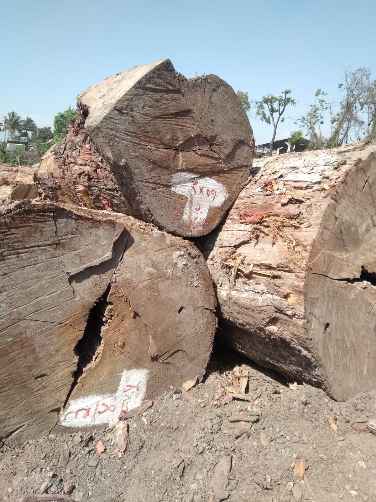 Teak Wood