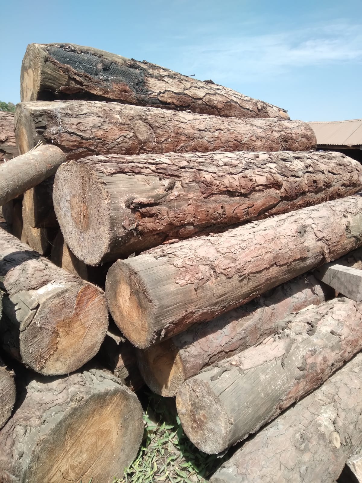 Pine Wood